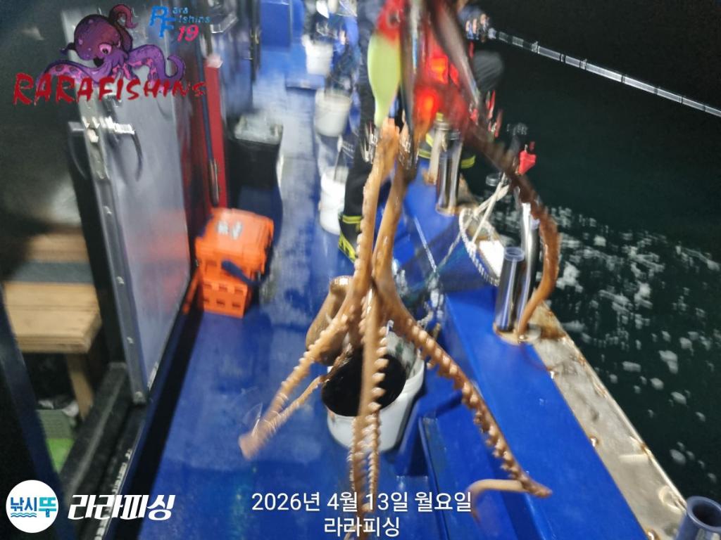 낚시뚜,낙지,돌문어,속천항(진해),라라피싱,낚시뚜12