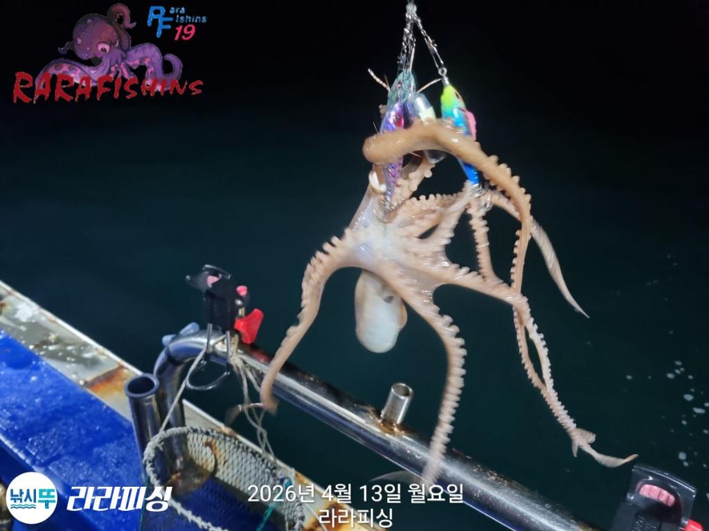 낚시뚜,낙지,돌문어,속천항(진해),라라피싱,낚시뚜7