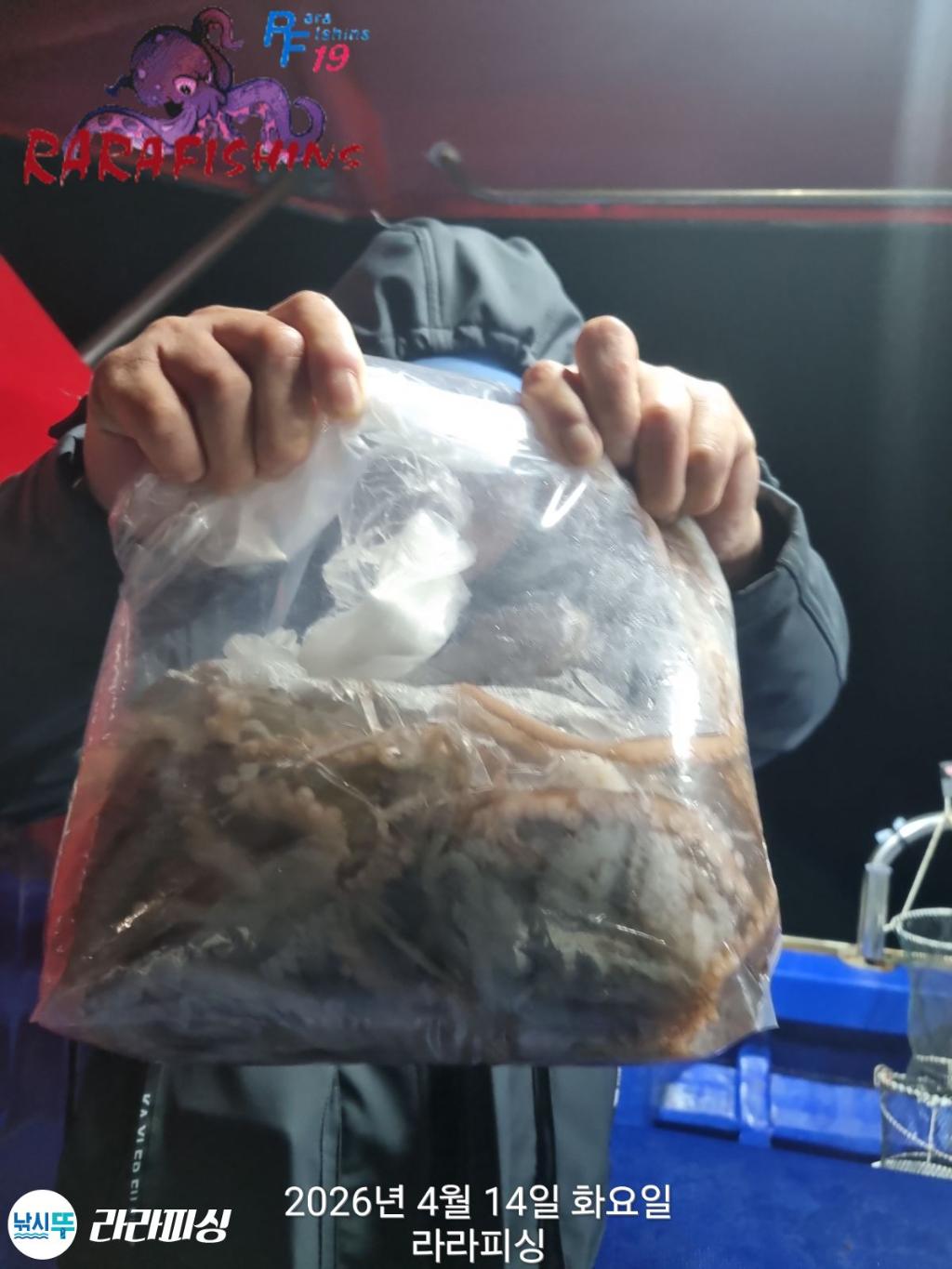 낚시뚜,낙지,돌문어,속천항(진해),라라피싱,낚시뚜3