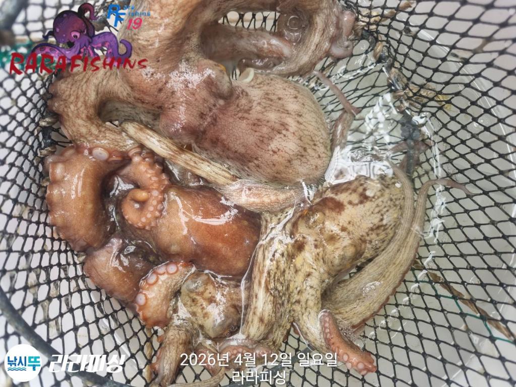 낚시뚜,낙지,돌문어,속천항(진해),라라피싱,낚시뚜27