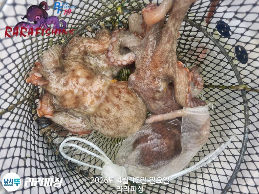 낚시뚜,낙지,돌문어,속천항(진해),라라피싱,낚시뚜26