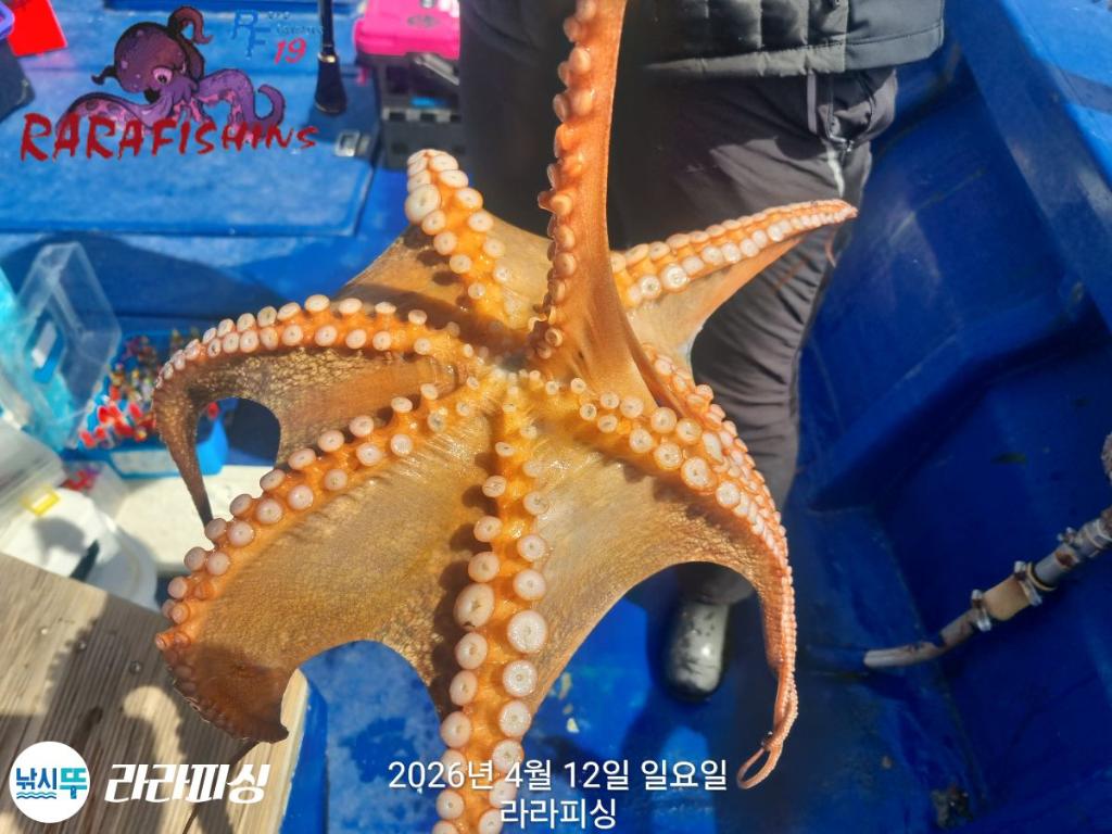 낚시뚜,낙지,돌문어,속천항(진해),라라피싱,낚시뚜20