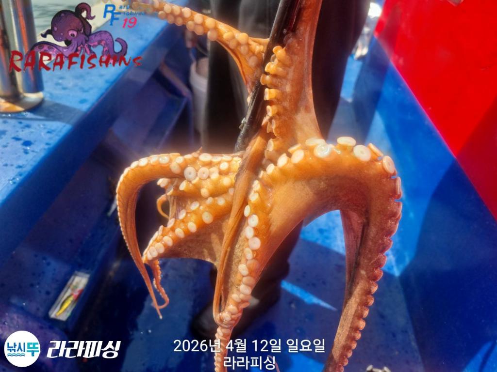 낚시뚜,낙지,돌문어,속천항(진해),라라피싱,낚시뚜19
