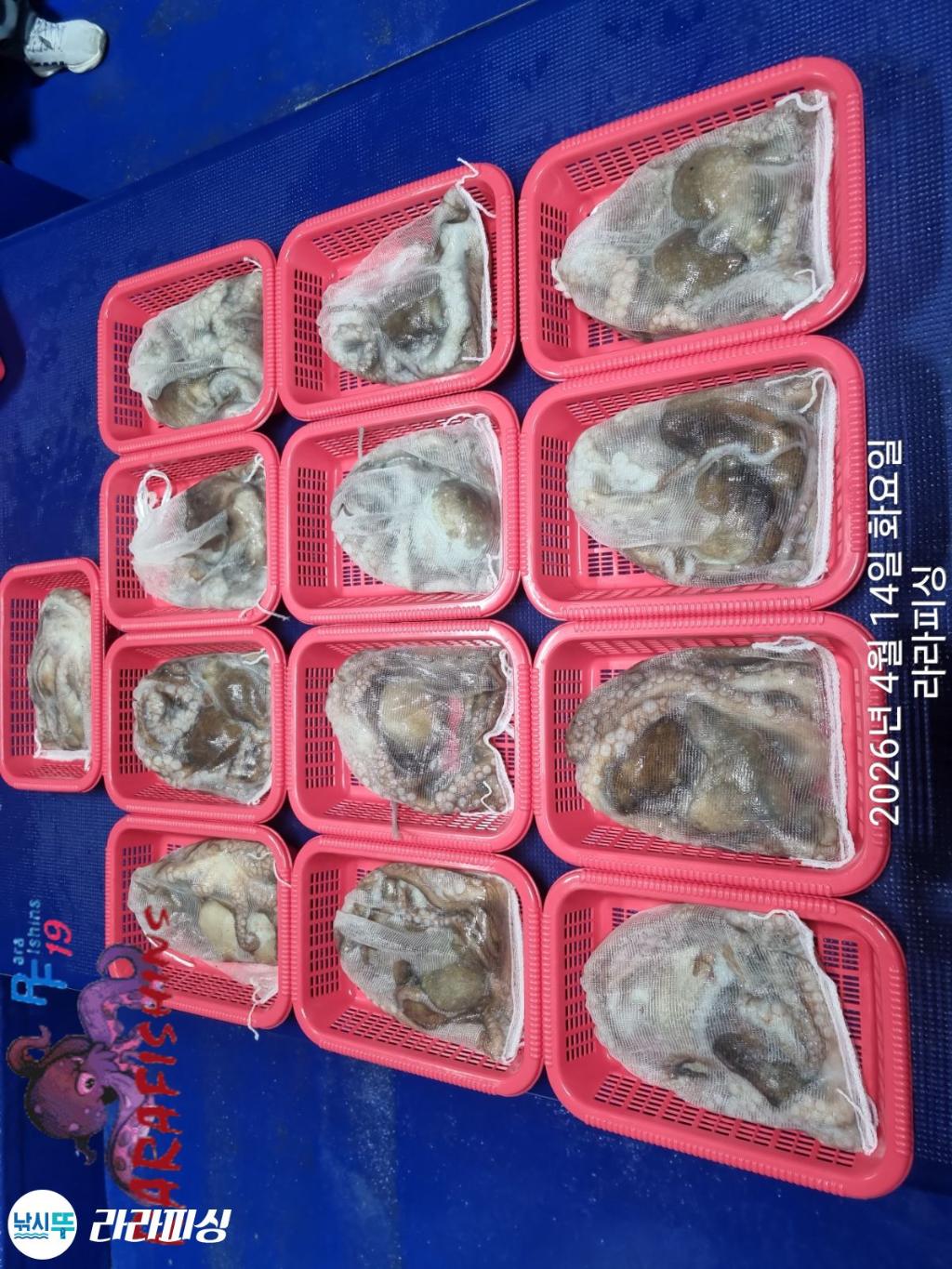 낚시뚜,낙지,돌문어,속천항(진해),라라피싱,낚시뚜15