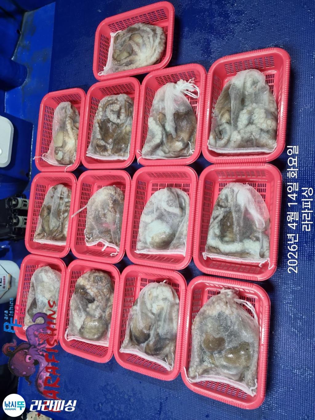 낚시뚜,낙지,돌문어,속천항(진해),라라피싱,낚시뚜13