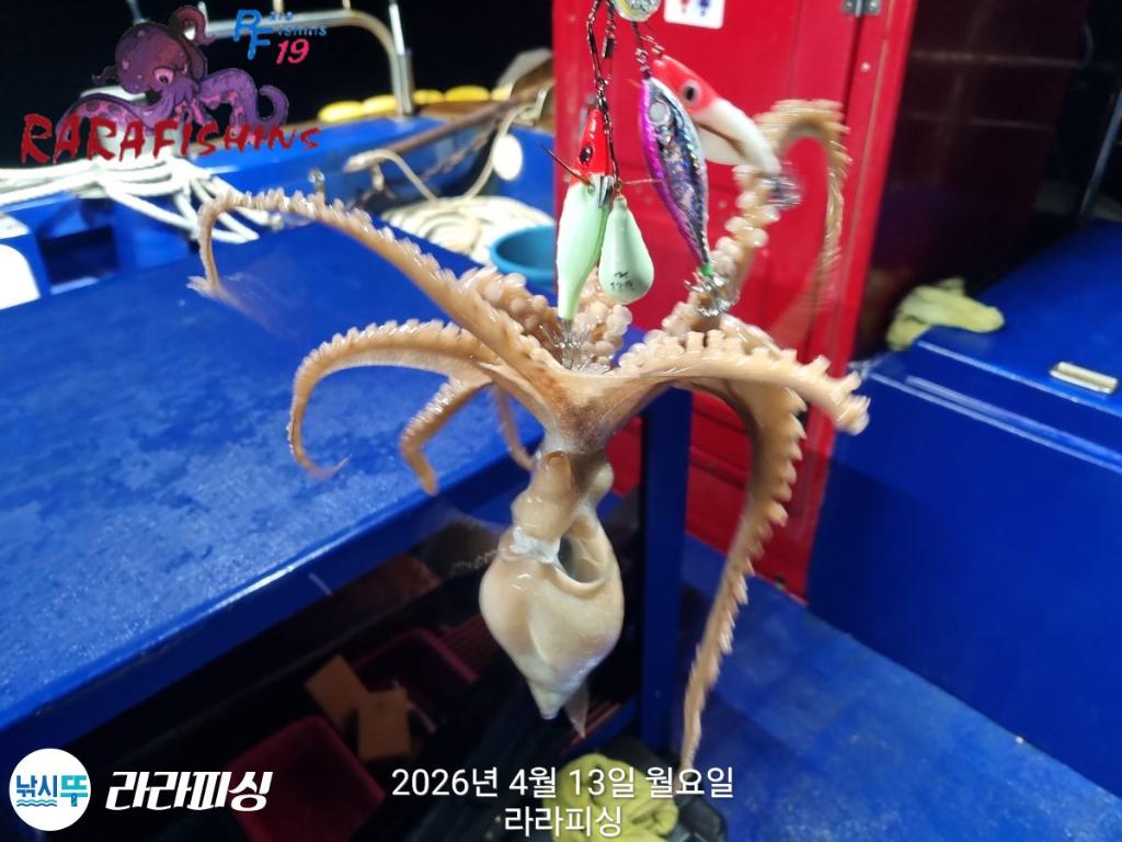 낚시뚜,낙지,돌문어,속천항(진해),라라피싱,낚시뚜10