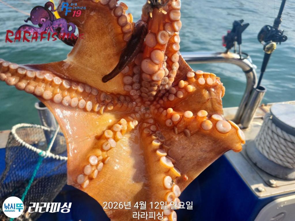 낚시뚜,낙지,돌문어,속천항(진해),라라피싱,낚시뚜28