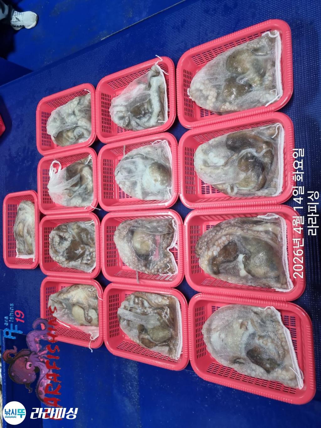 낚시뚜,낙지,돌문어,속천항(진해),라라피싱,낚시뚜19