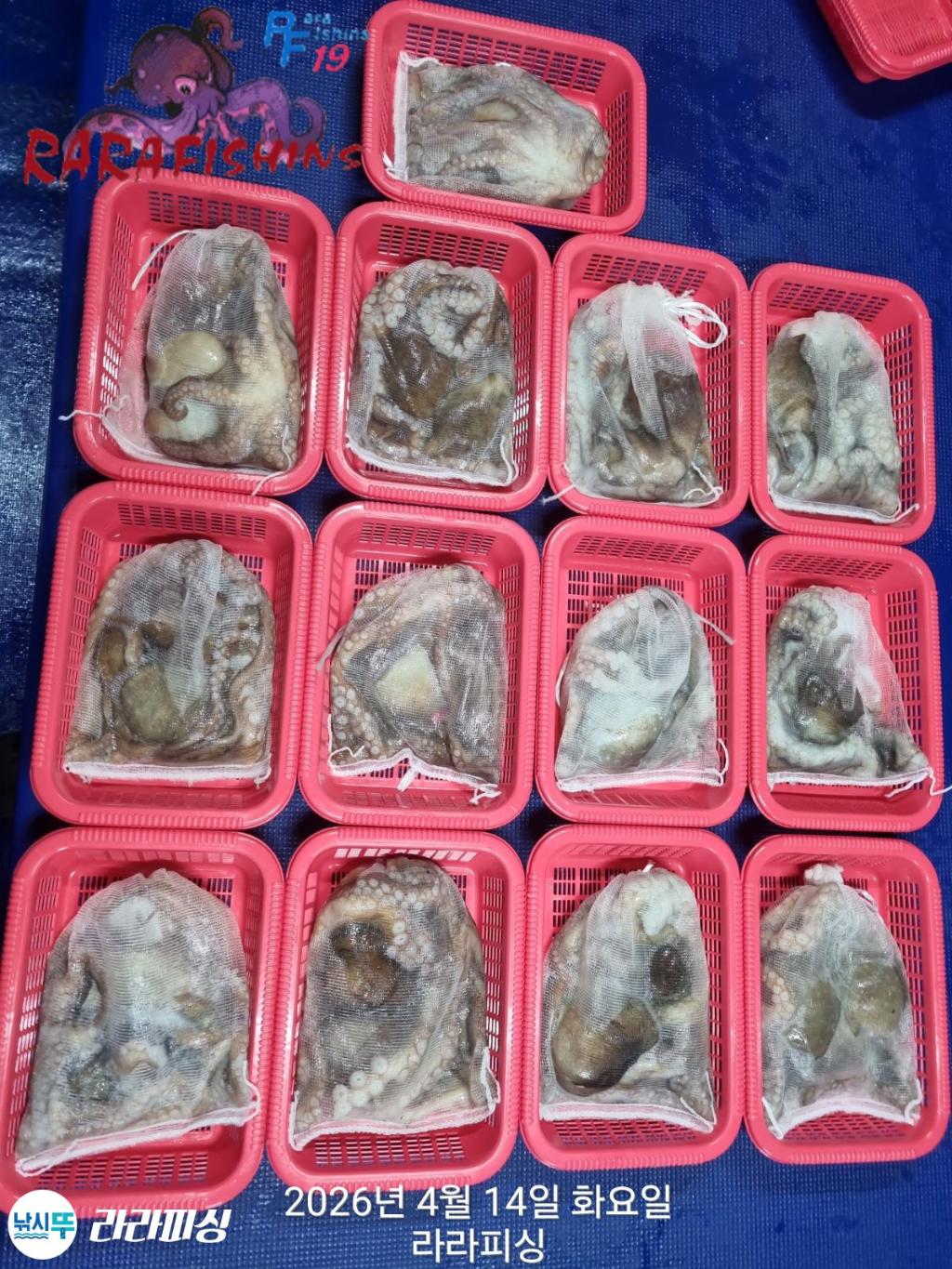 낚시뚜,낙지,돌문어,속천항(진해),라라피싱,낚시뚜0