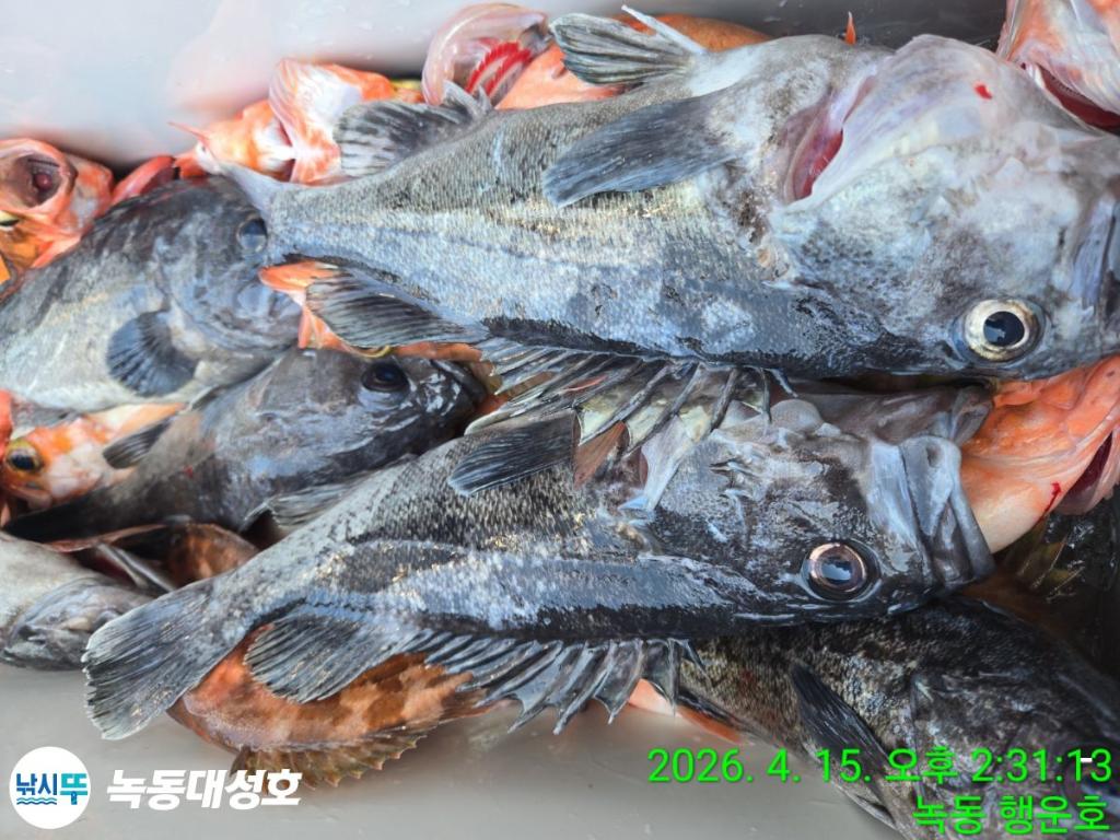 낚시뚜,열기,우럭,녹동항,녹동대성호,낚시뚜50