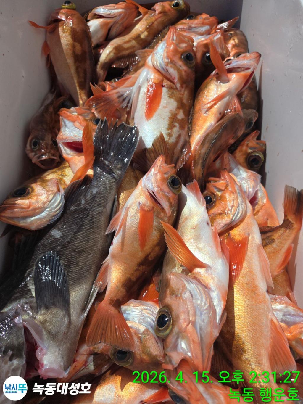 낚시뚜,열기,우럭,녹동항,녹동대성호,낚시뚜49