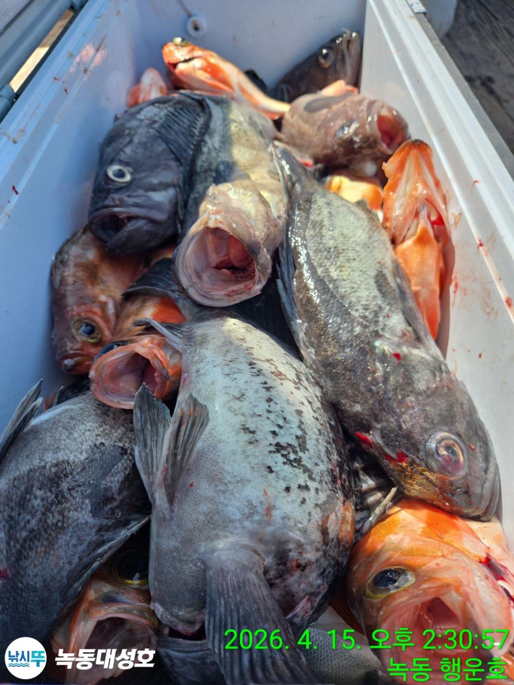 낚시뚜,열기,우럭,녹동항,녹동대성호,낚시뚜48