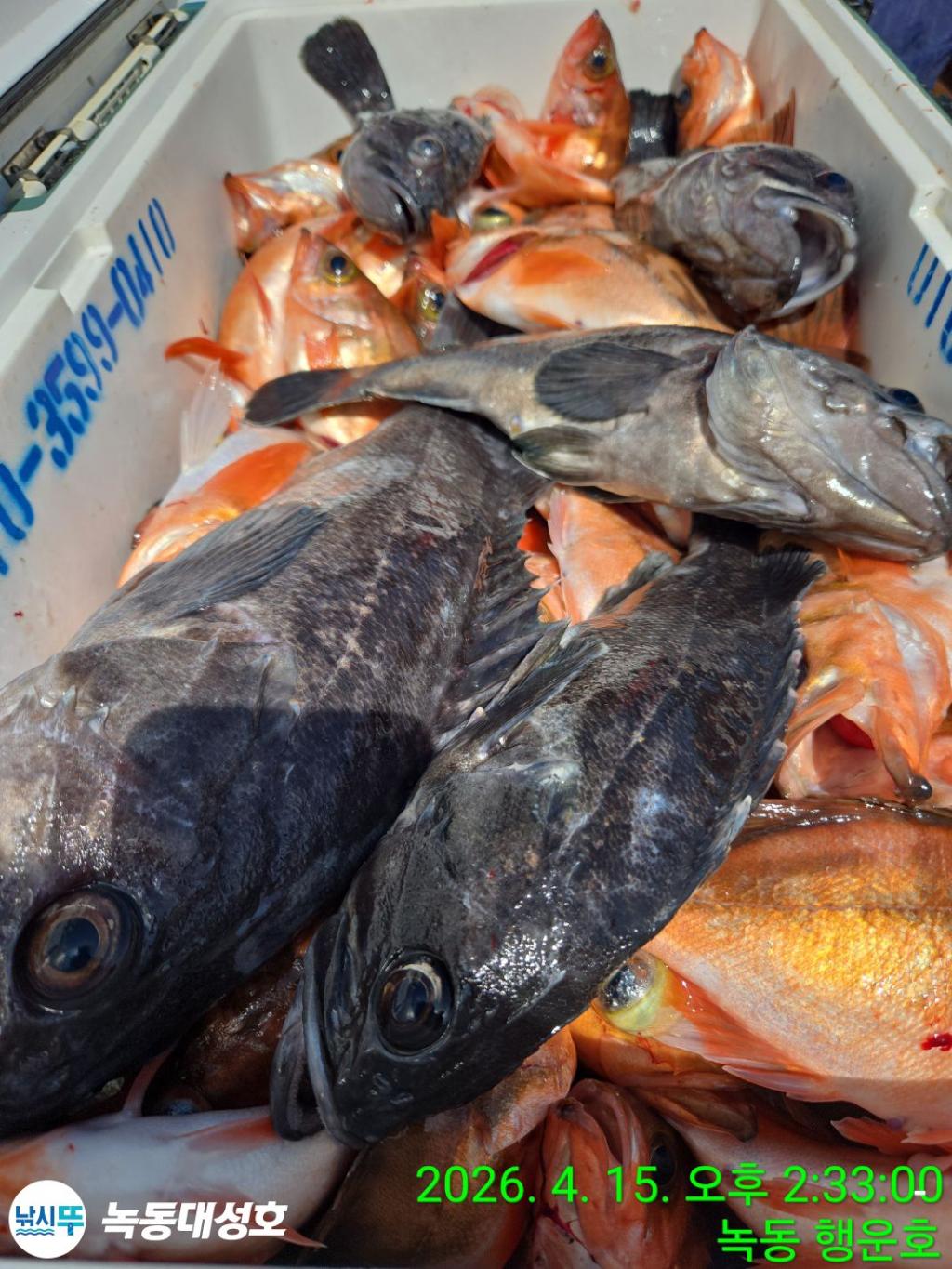 낚시뚜,열기,우럭,녹동항,녹동대성호,낚시뚜47