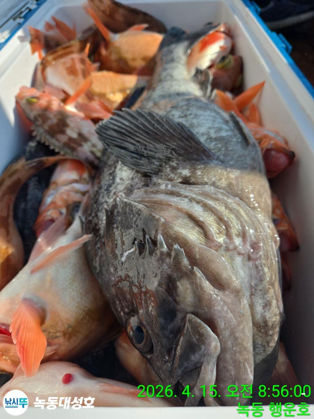 낚시뚜,열기,우럭,녹동항,녹동대성호,낚시뚜46