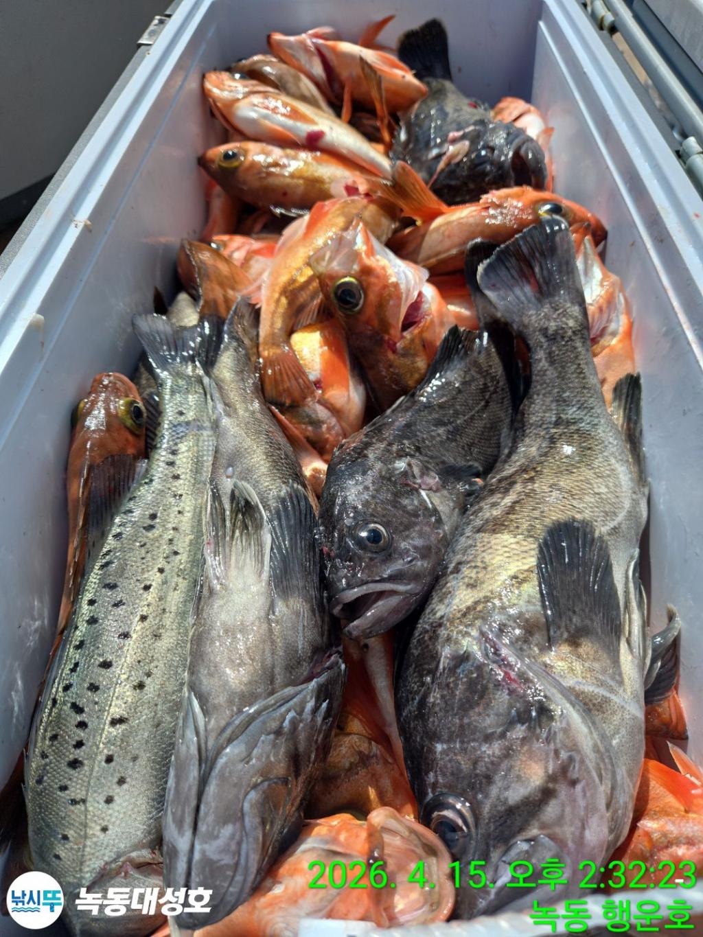 낚시뚜,열기,우럭,녹동항,녹동대성호,낚시뚜45