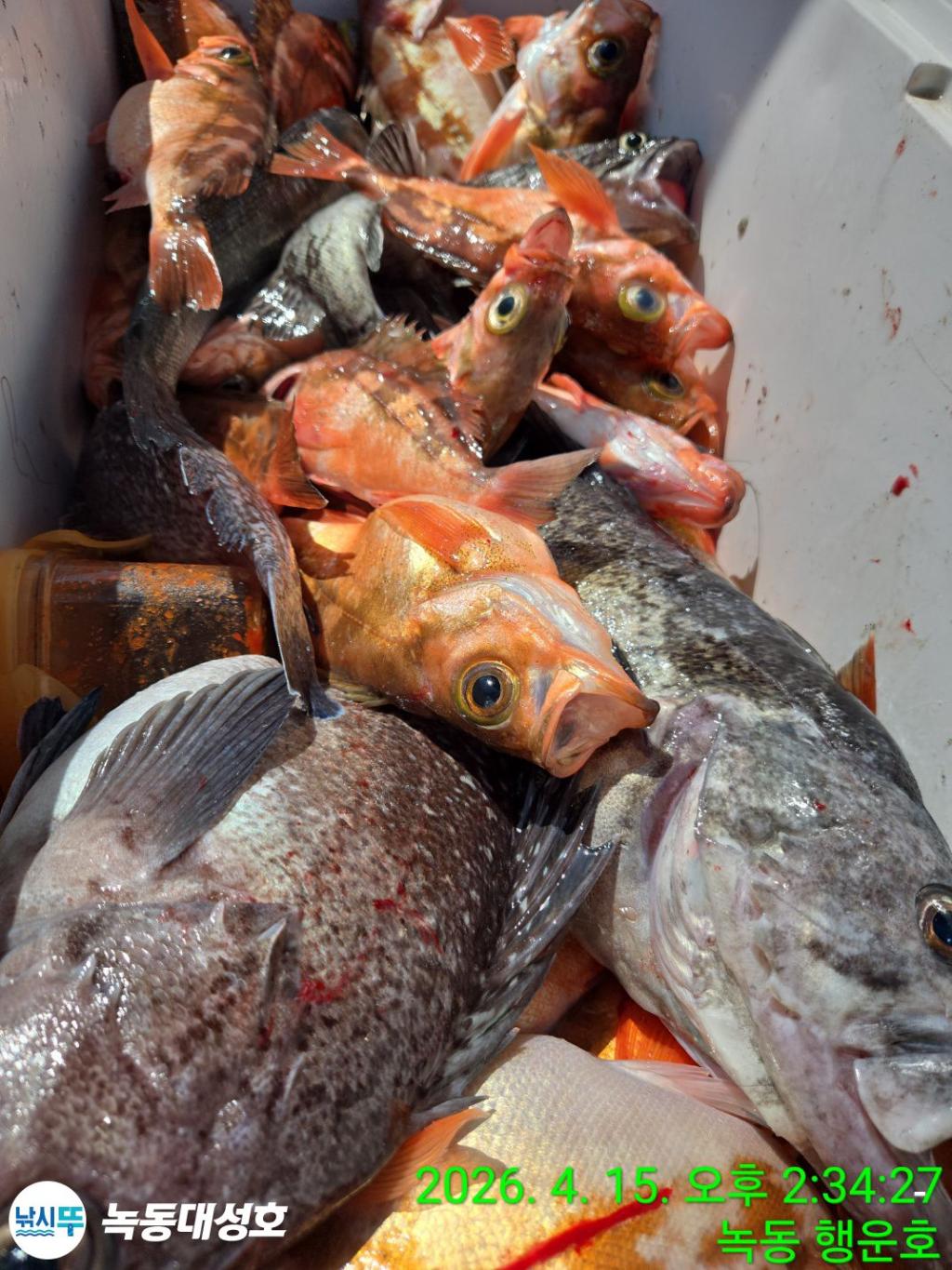 낚시뚜,열기,우럭,녹동항,녹동대성호,낚시뚜44