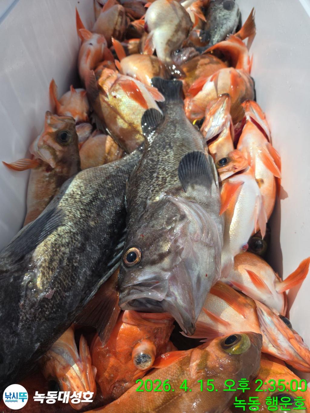 낚시뚜,열기,우럭,녹동항,녹동대성호,낚시뚜43