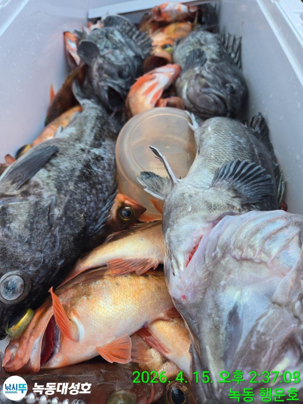 낚시뚜,열기,우럭,녹동항,녹동대성호,낚시뚜42