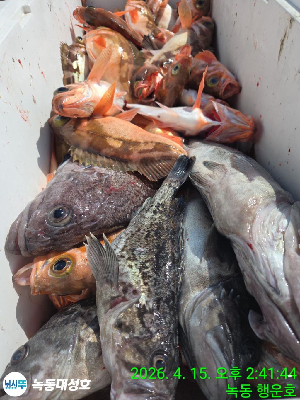 낚시뚜,열기,우럭,녹동항,녹동대성호,낚시뚜41