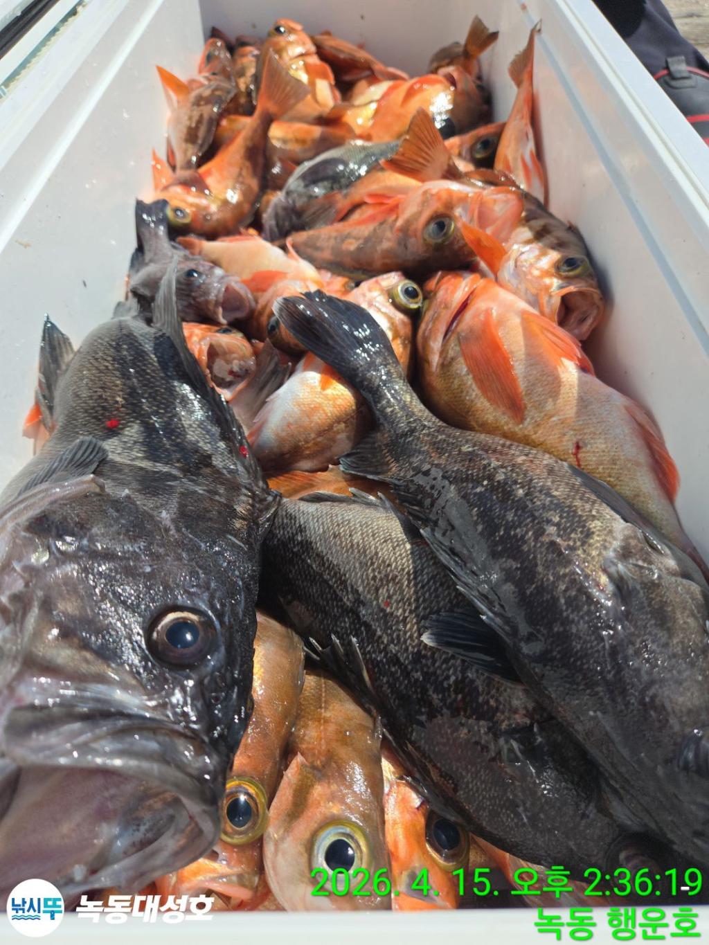 낚시뚜,열기,우럭,녹동항,녹동대성호,낚시뚜39