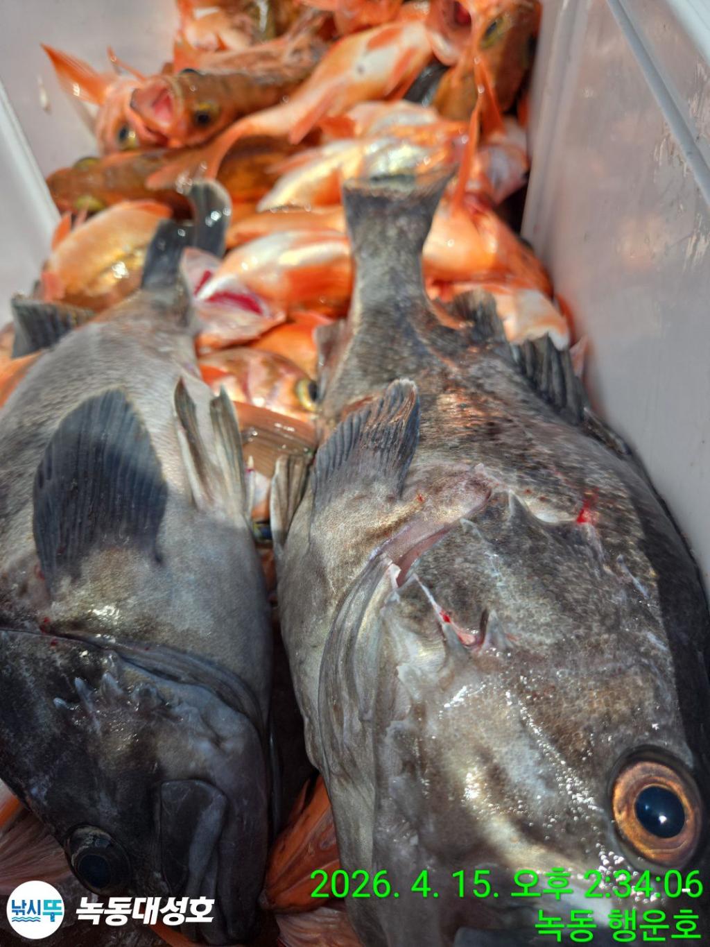 낚시뚜,열기,우럭,녹동항,녹동대성호,낚시뚜38