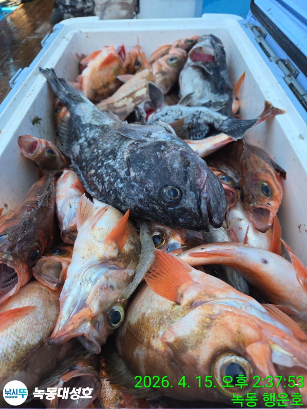 낚시뚜,열기,우럭,녹동항,녹동대성호,낚시뚜37