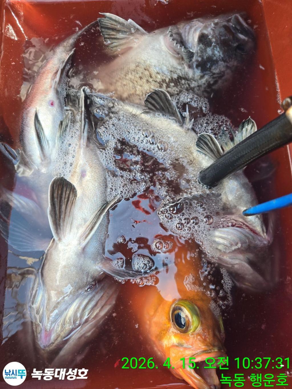 낚시뚜,열기,우럭,녹동항,녹동대성호,낚시뚜36