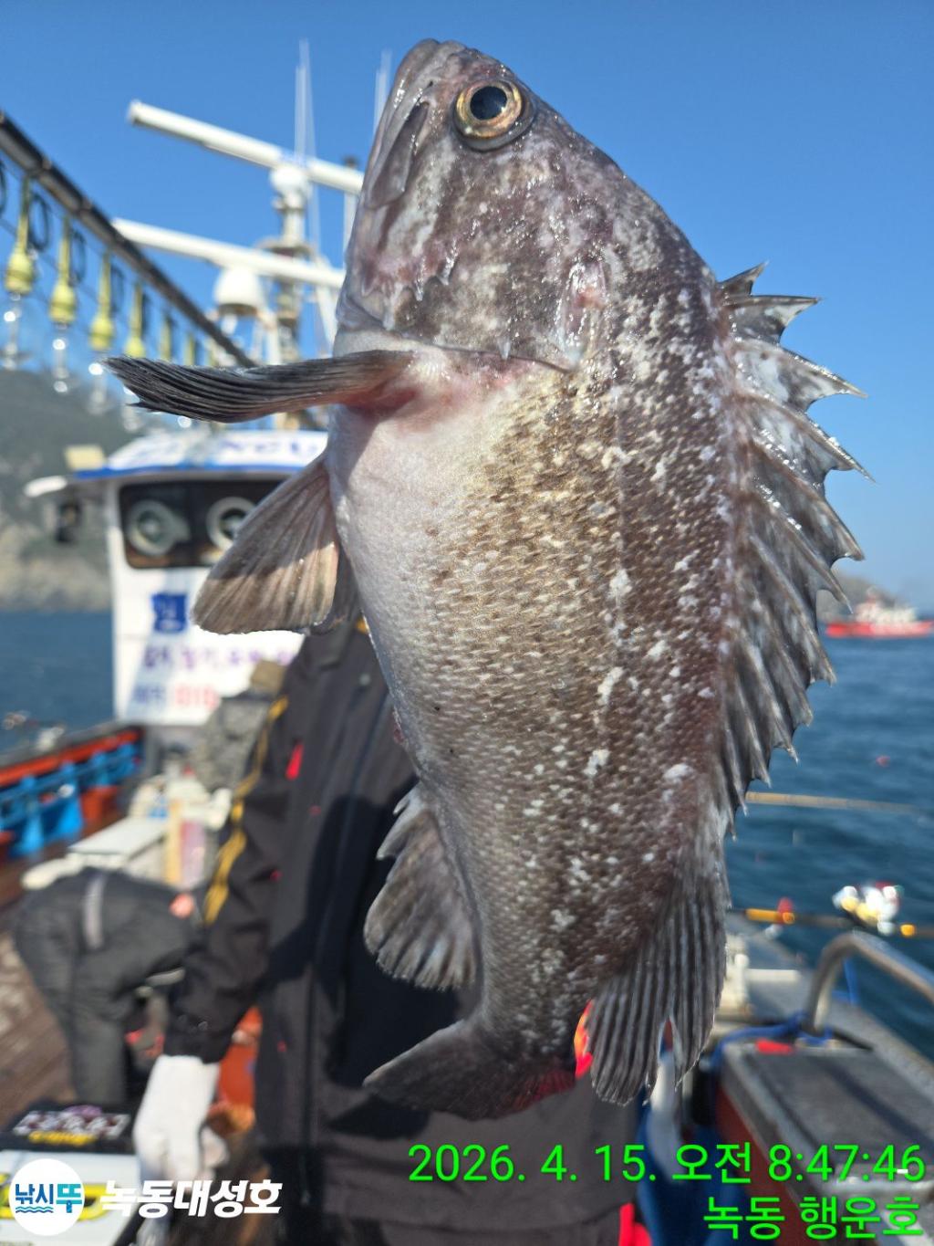 낚시뚜,열기,우럭,녹동항,녹동대성호,낚시뚜30