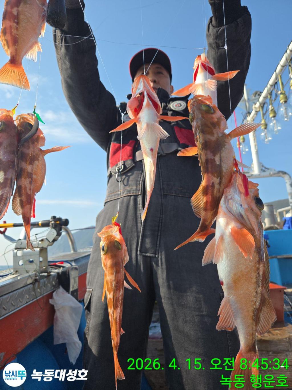 낚시뚜,열기,우럭,녹동항,녹동대성호,낚시뚜19