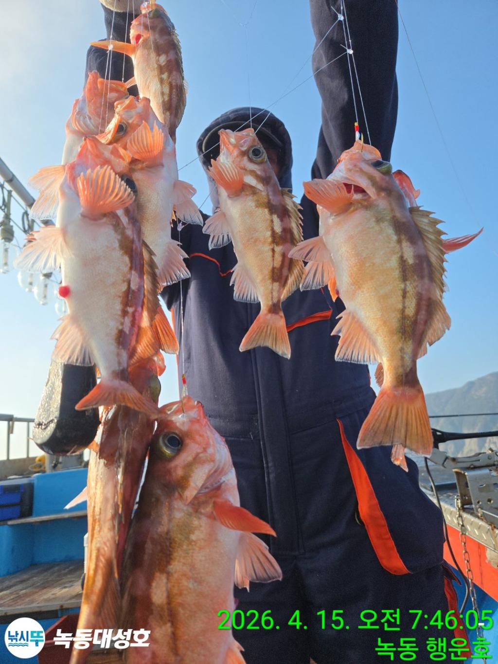 낚시뚜,열기,우럭,녹동항,녹동대성호,낚시뚜12