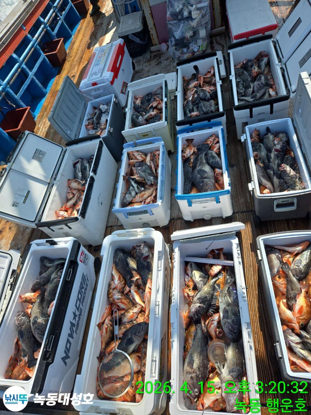 낚시뚜,열기,우럭,녹동항,녹동대성호,낚시뚜7