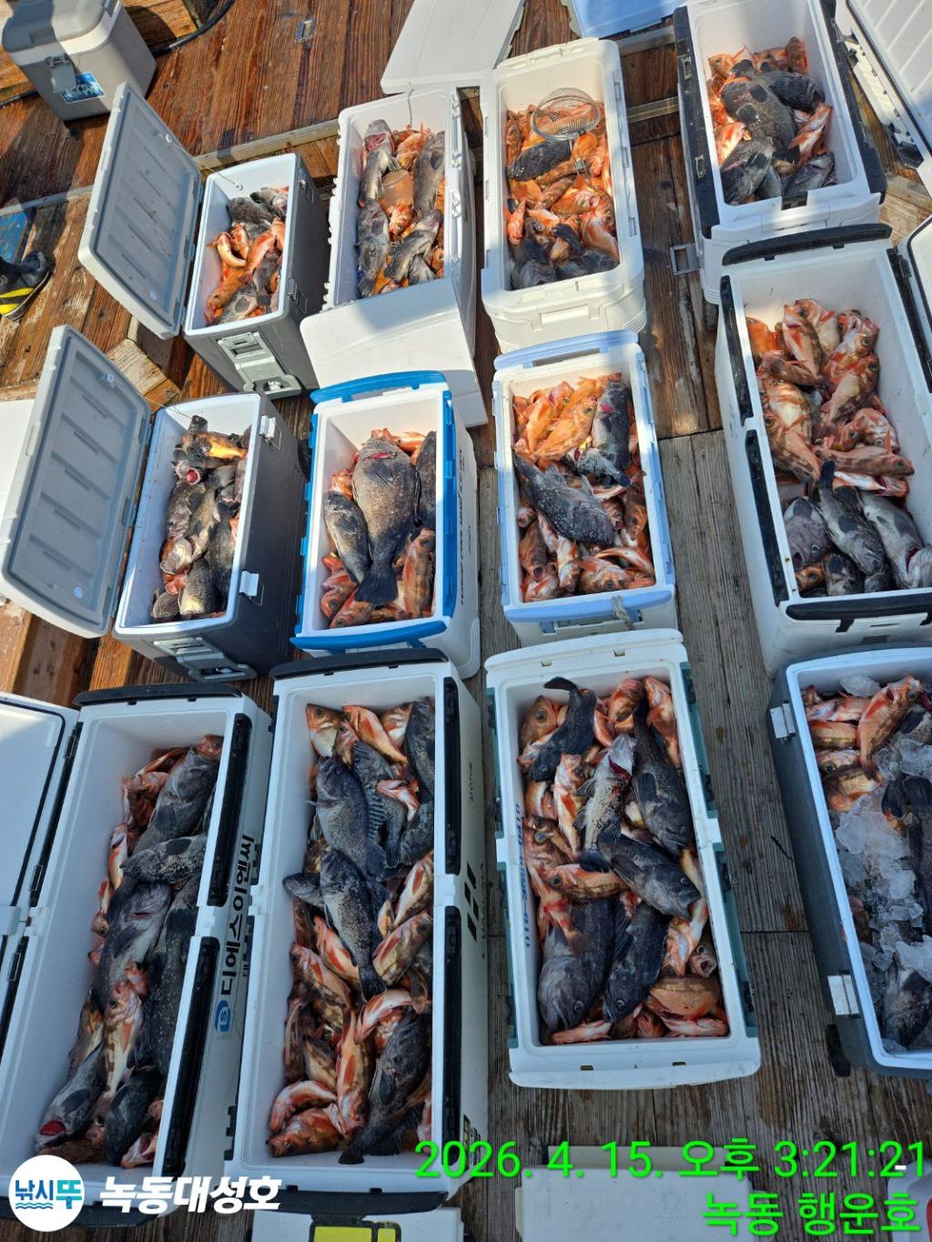 낚시뚜,열기,우럭,녹동항,녹동대성호,낚시뚜6