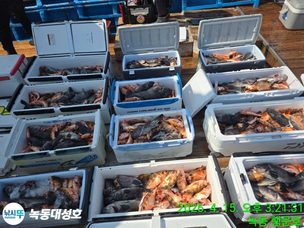 낚시뚜,열기,우럭,녹동항,녹동대성호,낚시뚜4