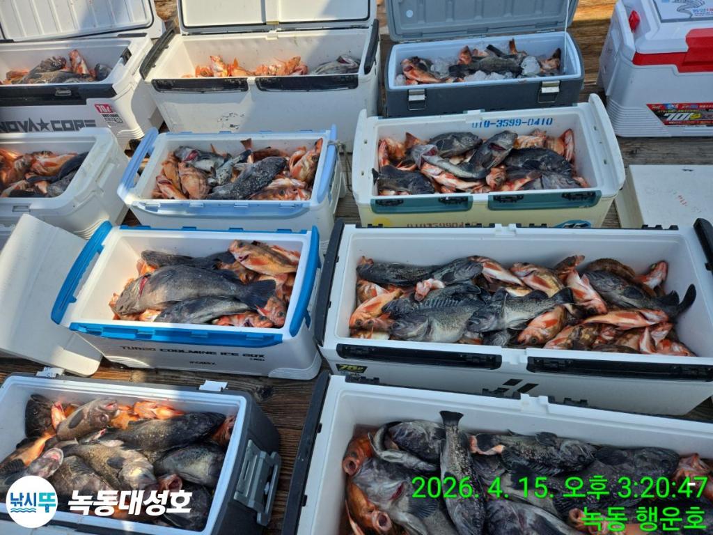 낚시뚜,열기,우럭,녹동항,녹동대성호,낚시뚜2