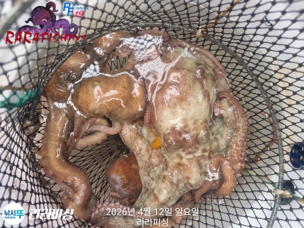낚시뚜,낙지,돌문어,속천항(진해),라라피싱,낚시뚜28