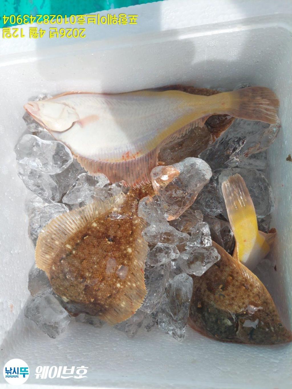 낚시뚜,도다리,가자미,구룡포항,뉴웨이브호,낚시뚜11