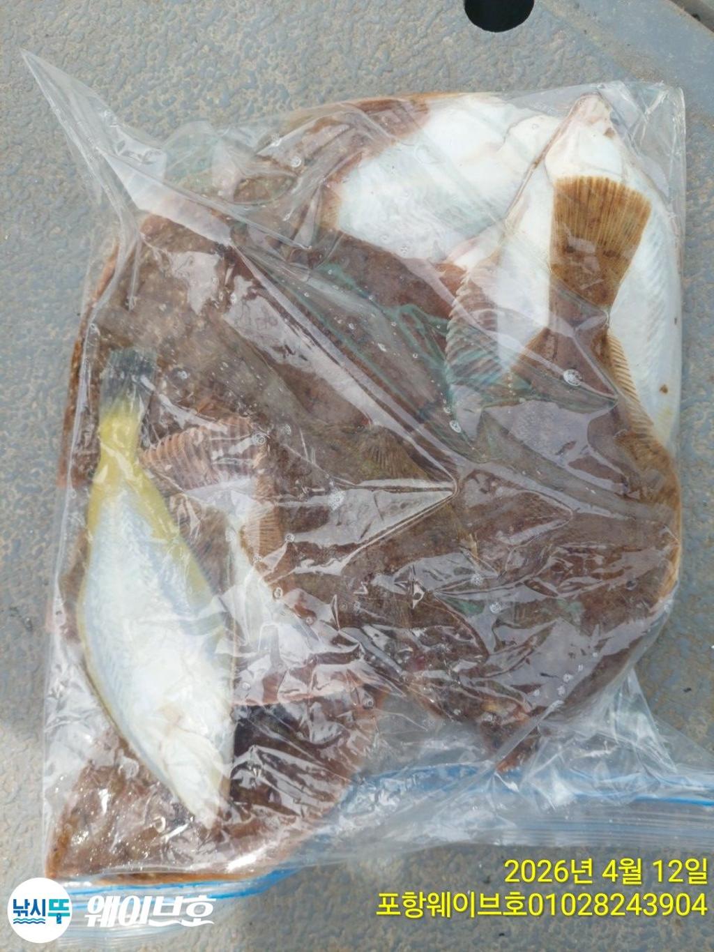 낚시뚜,도다리,가자미,구룡포항,뉴웨이브호,낚시뚜10