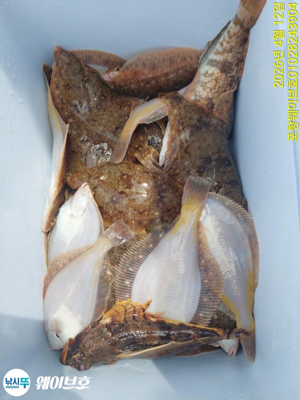 낚시뚜,도다리,가자미,구룡포항,뉴웨이브호,낚시뚜9