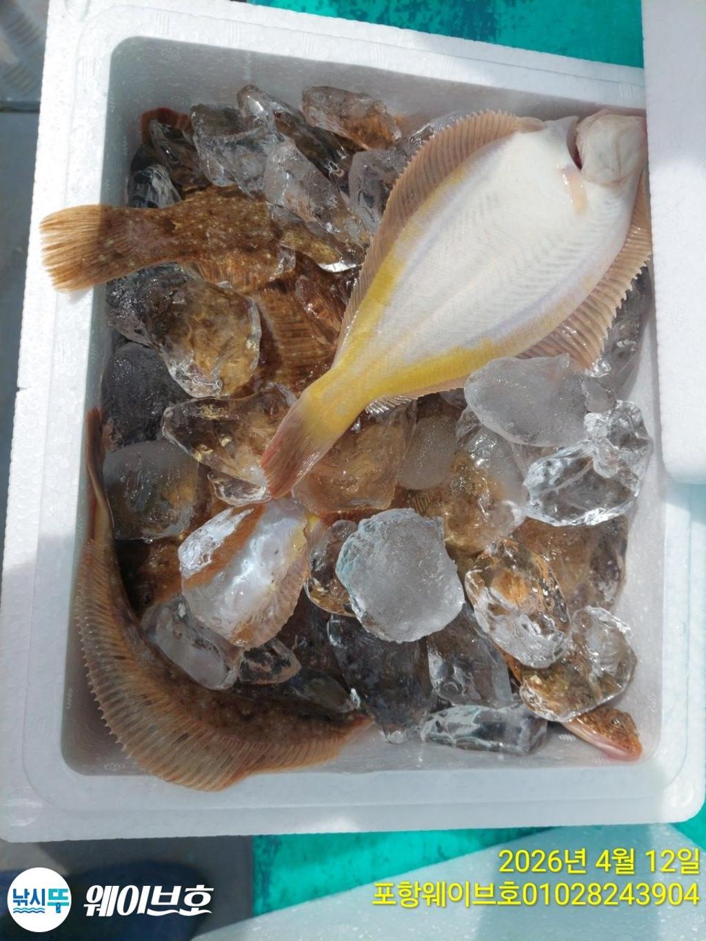 낚시뚜,도다리,가자미,구룡포항,뉴웨이브호,낚시뚜8