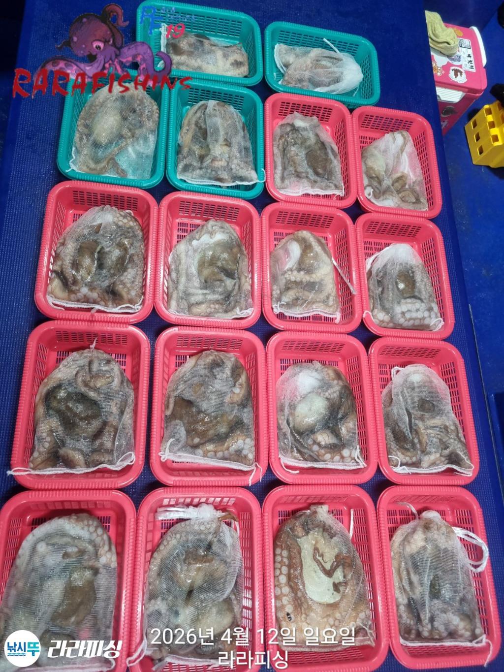 낚시뚜,문어,속천항(진해),라라피싱,낚시뚜19