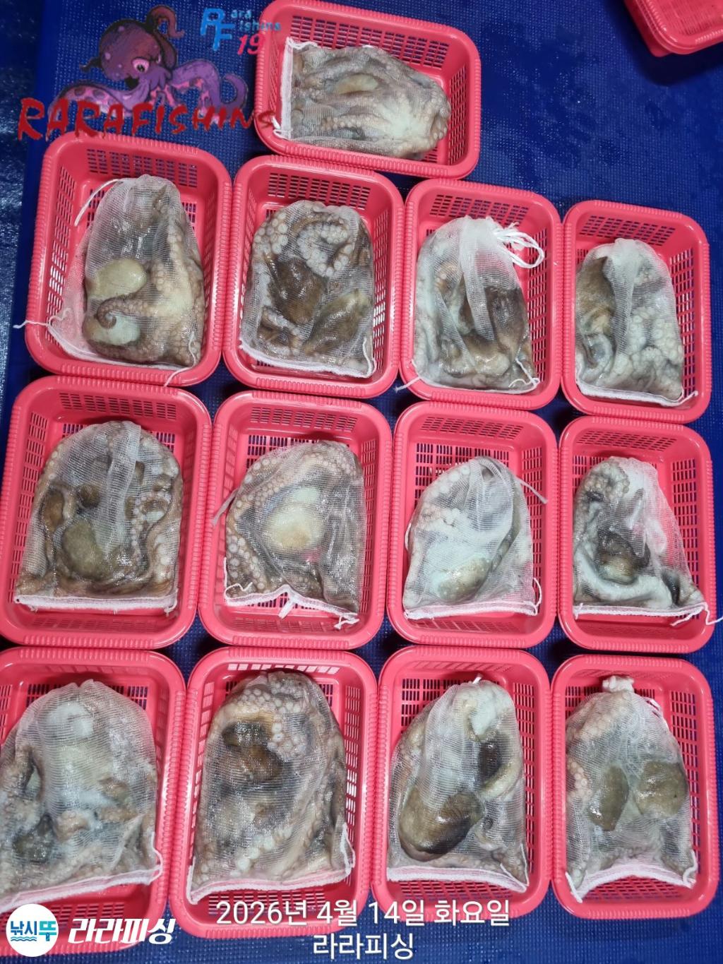 낚시뚜,문어,속천항(진해),라라피싱,낚시뚜14