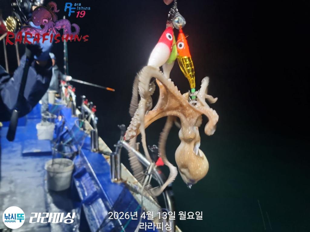 낚시뚜,문어,속천항(진해),라라피싱,낚시뚜2
