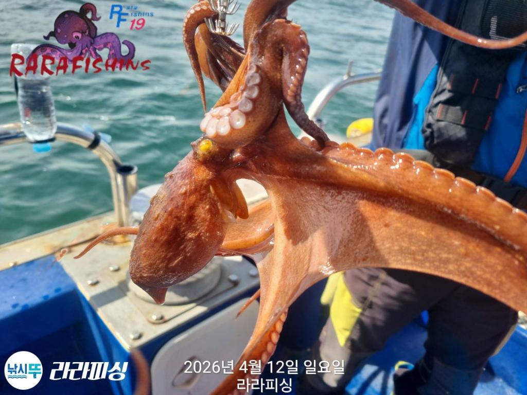 낚시뚜,낙지,돌문어,속천항(진해),라라피싱,낚시뚜25