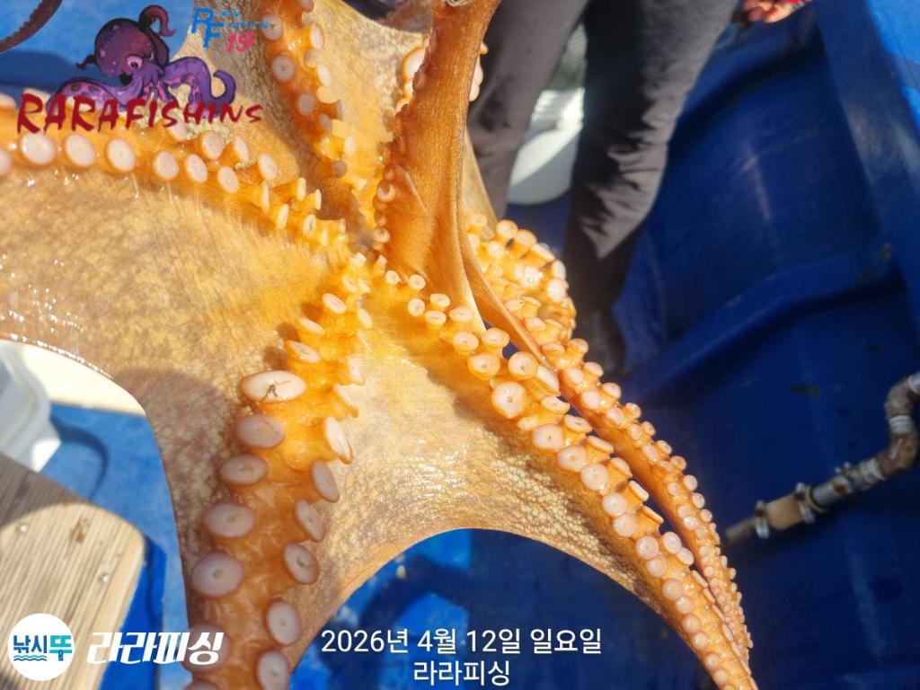 낚시뚜,낙지,돌문어,속천항(진해),라라피싱,낚시뚜24