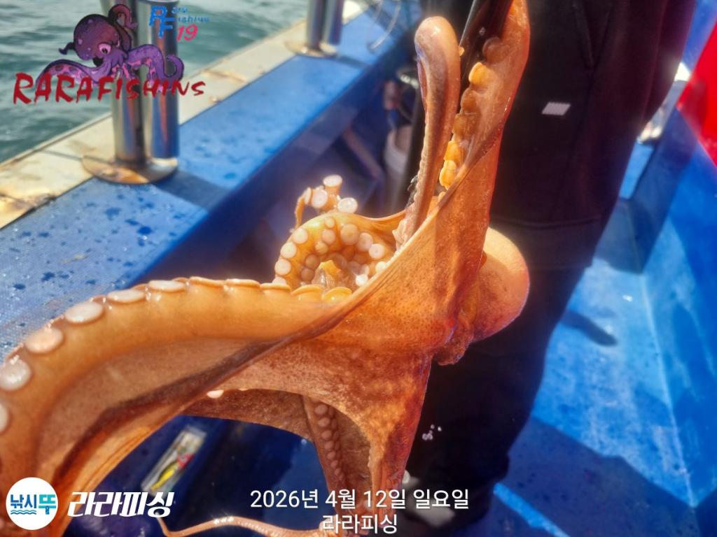 낚시뚜,낙지,돌문어,속천항(진해),라라피싱,낚시뚜23