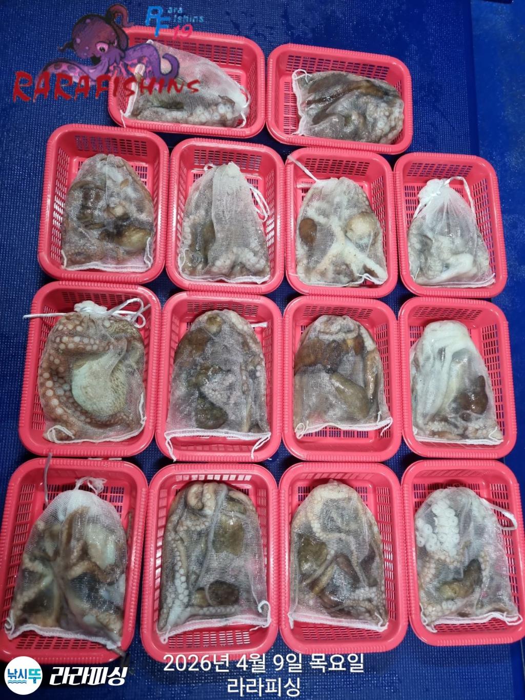 낚시뚜,낙지,돌문어,속천항(진해),라라피싱,낚시뚜20