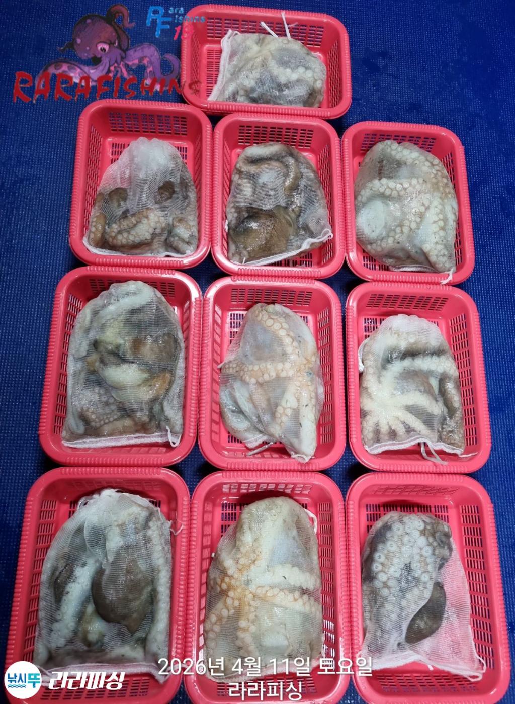 낚시뚜,낙지,돌문어,속천항(진해),라라피싱,낚시뚜18