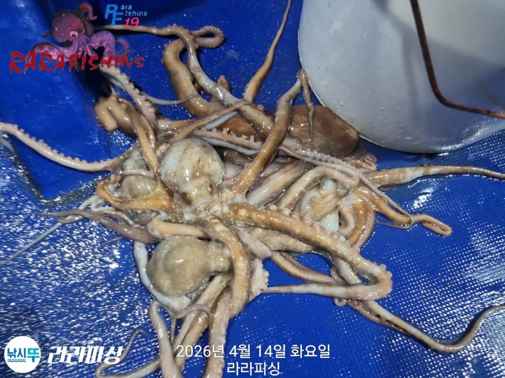 낚시뚜,낙지,돌문어,속천항(진해),라라피싱,낚시뚜13