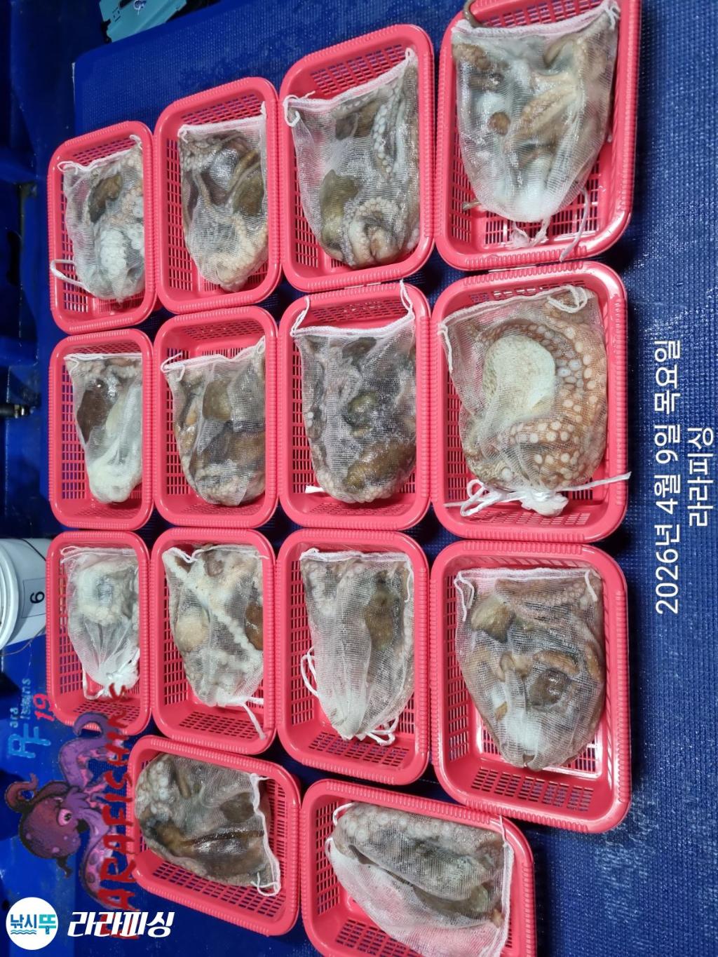 낚시뚜,낙지,속천항(진해),라라피싱,낚시뚜24