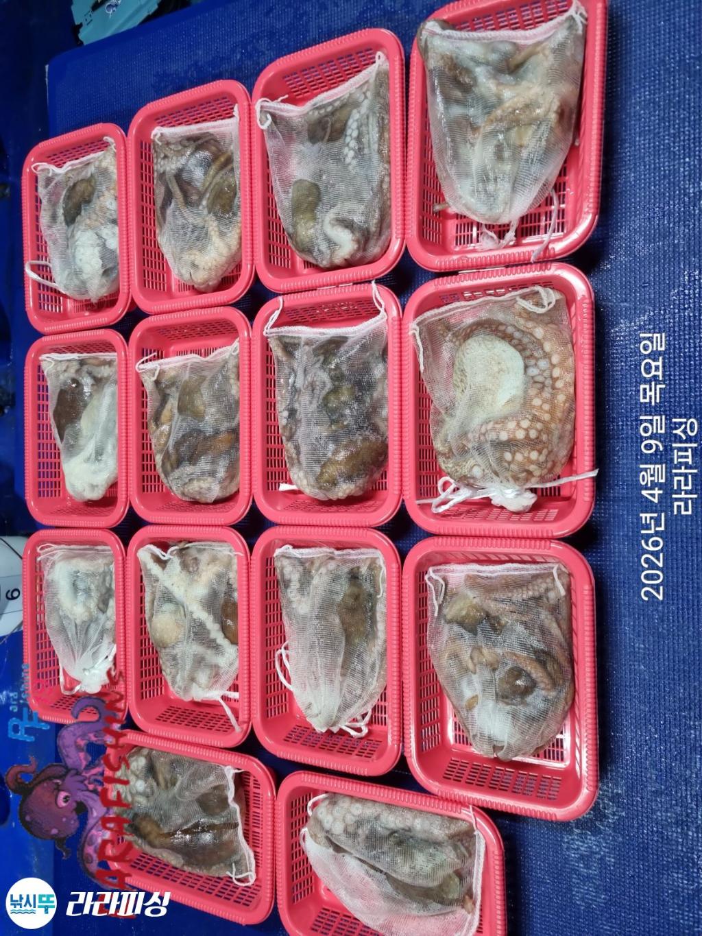 낚시뚜,낙지,속천항(진해),라라피싱,낚시뚜23